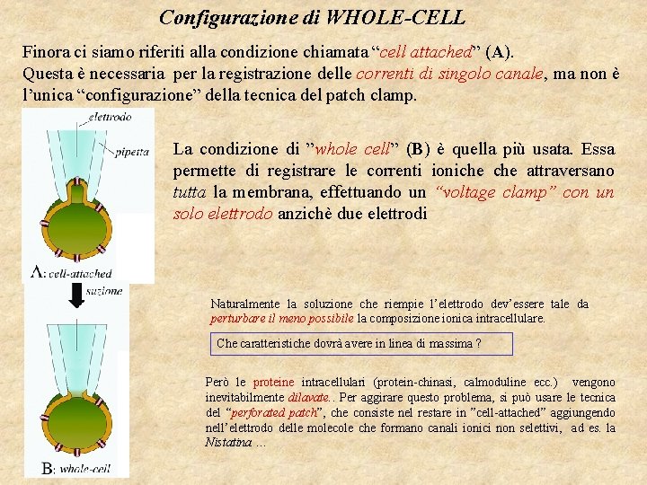 Configurazione di WHOLE-CELL Finora ci siamo riferiti alla condizione chiamata “cell attached” (A). Questa