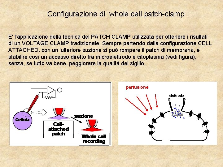 Configurazione di whole cell patch-clamp E' l'applicazione della tecnica del PATCH CLAMP utilizzata per