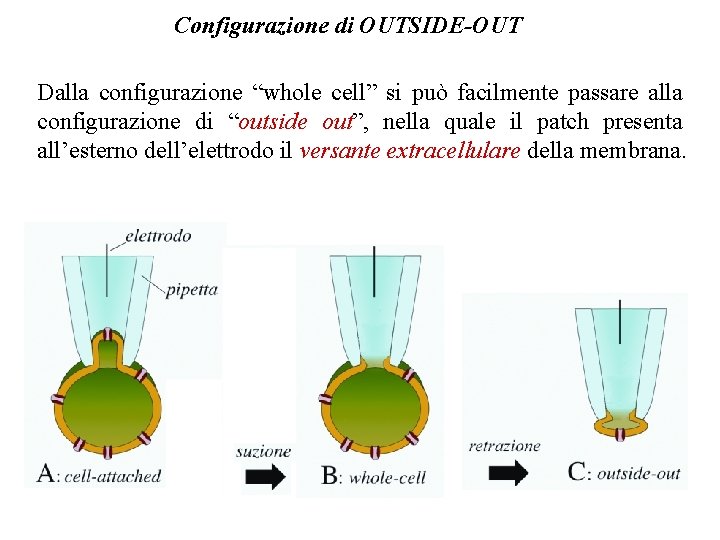 Configurazione di OUTSIDE-OUT Dalla configurazione “whole cell” si può facilmente passare alla configurazione di