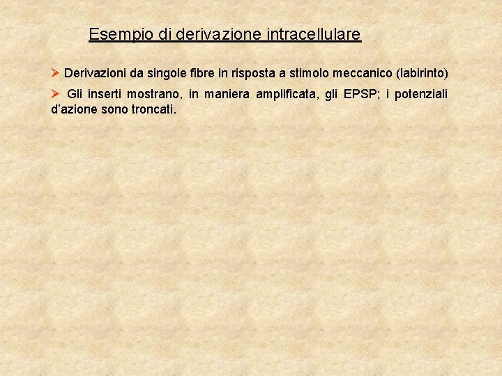 Esempio di derivazione intracellulare Ø Derivazioni da singole fibre in risposta a stimolo meccanico