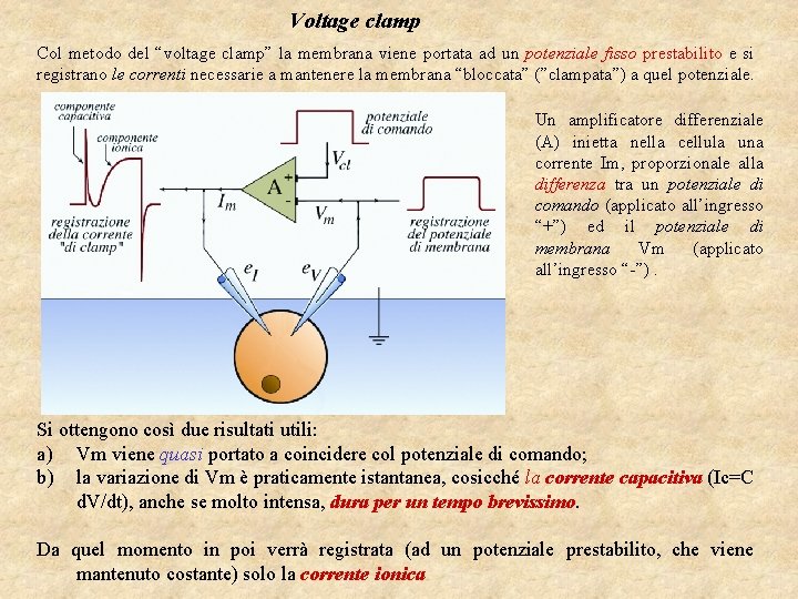Voltage clamp Col metodo del “voltage clamp” la membrana viene portata ad un potenziale