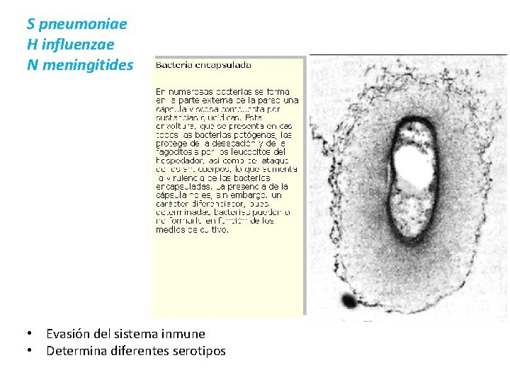 S pneumoniae H influenzae N meningitides • Evasión del sistema inmune • Determina diferentes
