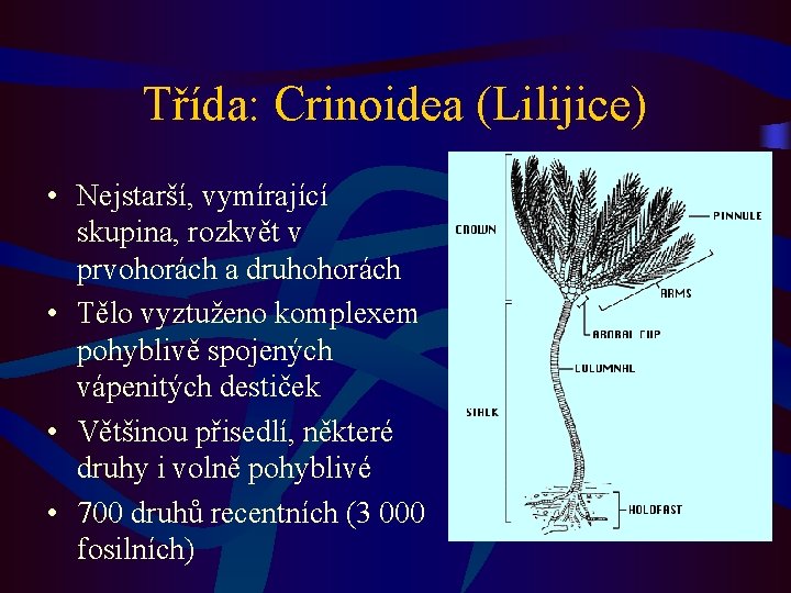 Třída: Crinoidea (Lilijice) • Nejstarší, vymírající skupina, rozkvět v prvohorách a druhohorách • Tělo