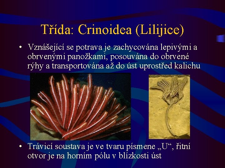 Třída: Crinoidea (Lilijice) • Vznášející se potrava je zachycována lepivými a obrvenými panožkami, posouvána