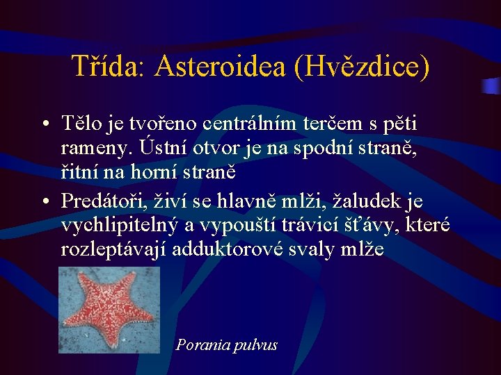 Třída: Asteroidea (Hvězdice) • Tělo je tvořeno centrálním terčem s pěti rameny. Ústní otvor