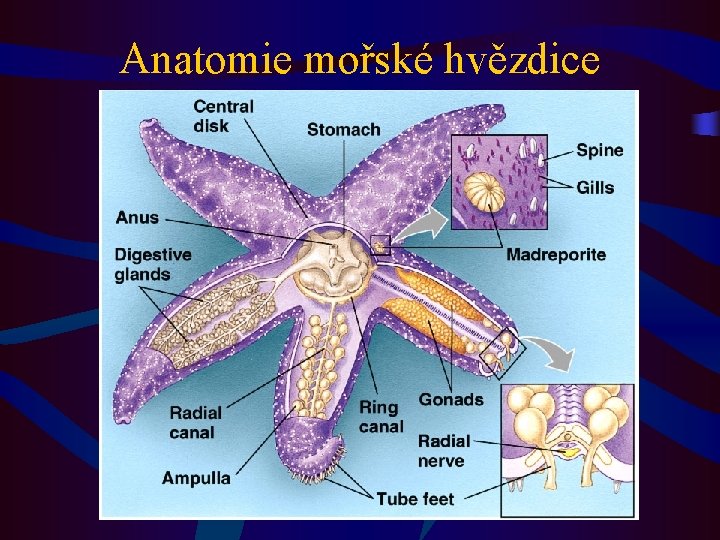 Anatomie mořské hvězdice 