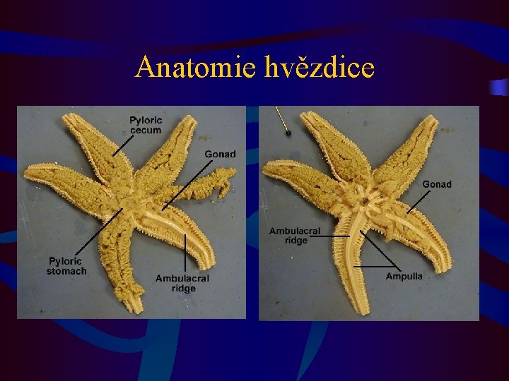 Anatomie hvězdice 