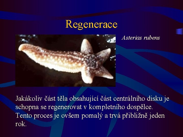 Regenerace Asterias rubens Jakákoliv část těla obsahující část centrálního disku je schopna se regenerovat
