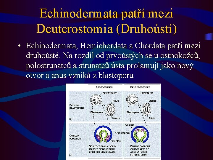 Echinodermata patří mezi Deuterostomia (Druhoústí) • Echinodermata, Hemichordata a Chordata patří mezi druhoústé. Na