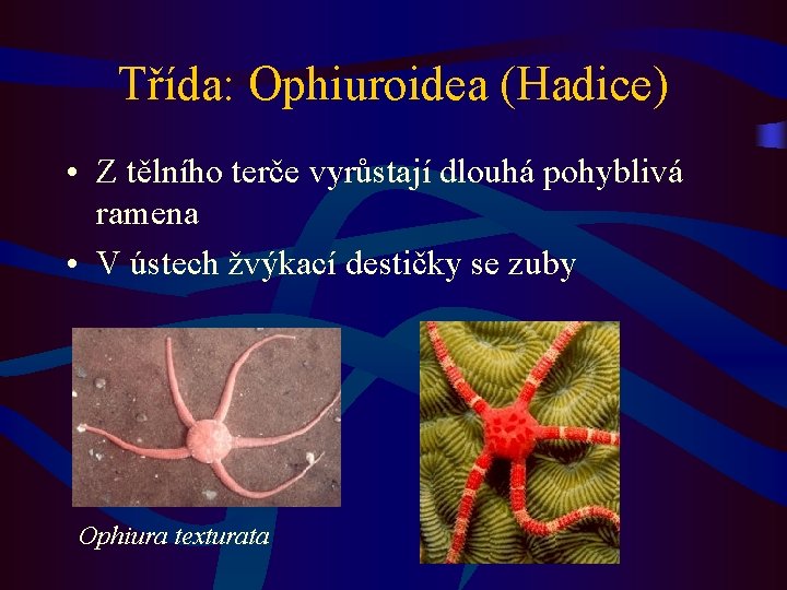 Třída: Ophiuroidea (Hadice) • Z tělního terče vyrůstají dlouhá pohyblivá ramena • V ústech
