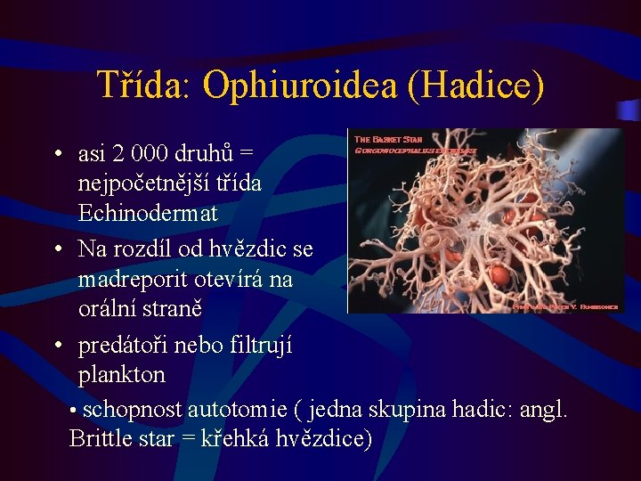 Třída: Ophiuroidea (Hadice) • asi 2 000 druhů = nejpočetnější třída Echinodermat • Na