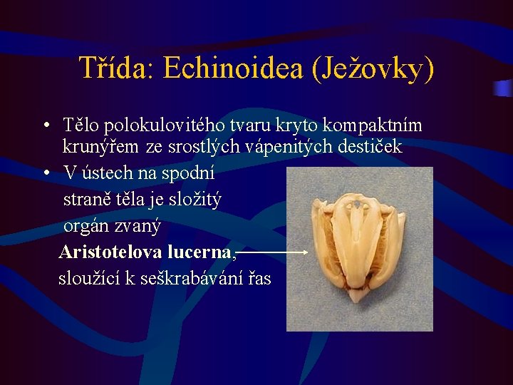 Třída: Echinoidea (Ježovky) • Tělo polokulovitého tvaru kryto kompaktním krunýřem ze srostlých vápenitých destiček