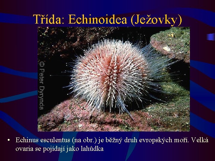 Třída: Echinoidea (Ježovky) • Echinus esculentus (na obr. ) je běžný druh evropských moří.