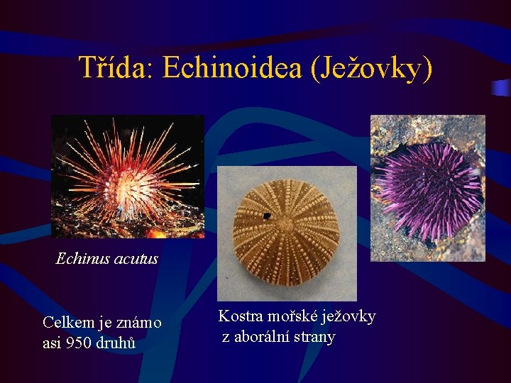 Třída: Echinoidea (Ježovky) Echinus acutus Celkem je známo asi 950 druhů Kostra mořské ježovky