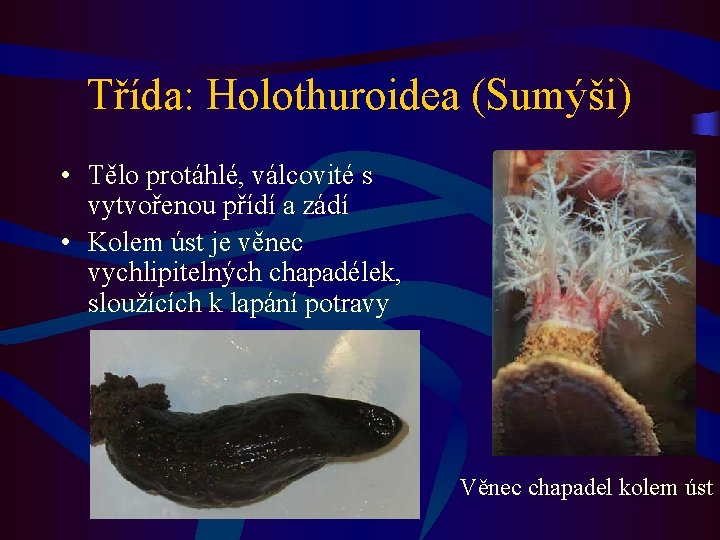 Třída: Holothuroidea (Sumýši) • Tělo protáhlé, válcovité s vytvořenou přídí a zádí • Kolem