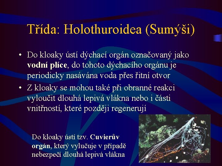 Třída: Holothuroidea (Sumýši) • Do kloaky ústí dýchací orgán označovaný jako vodní plíce, do