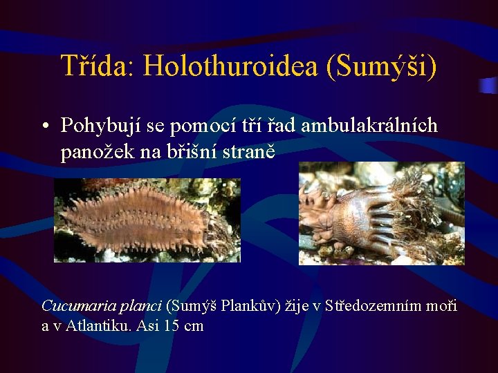 Třída: Holothuroidea (Sumýši) • Pohybují se pomocí tří řad ambulakrálních panožek na břišní straně