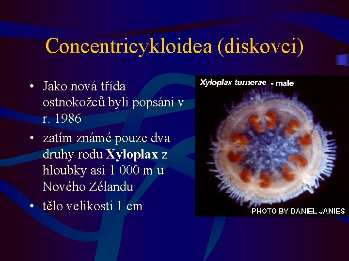 Concentricykloidea (diskovci) • Jako nová třída ostnokožců byli popsáni v r. 1986 • zatím