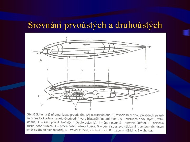 Srovnání prvoústých a druhoústých 
