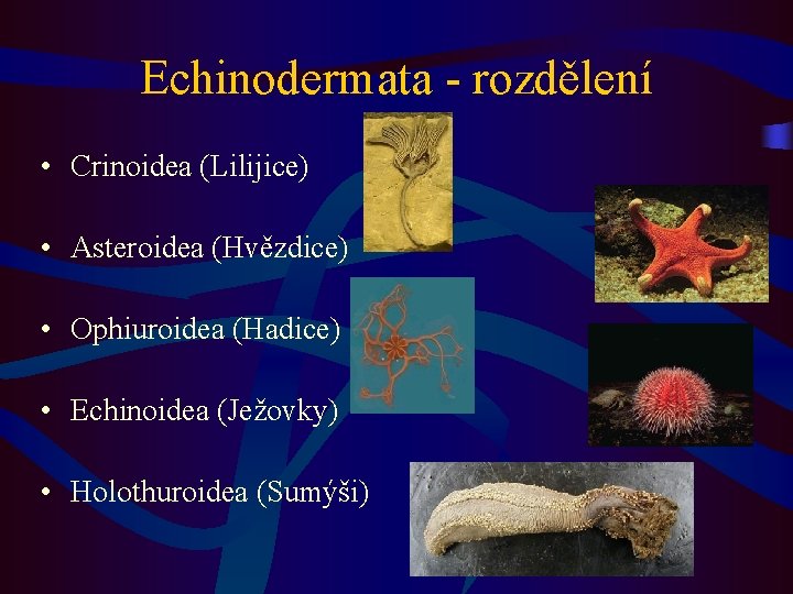 Echinodermata - rozdělení • Crinoidea (Lilijice) • Asteroidea (Hvězdice) • Ophiuroidea (Hadice) • Echinoidea