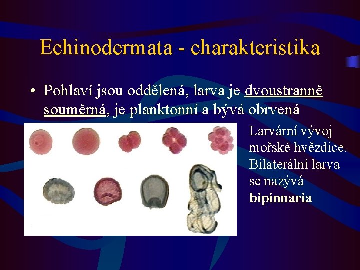 Echinodermata - charakteristika • Pohlaví jsou oddělená, larva je dvoustranně souměrná, je planktonní a