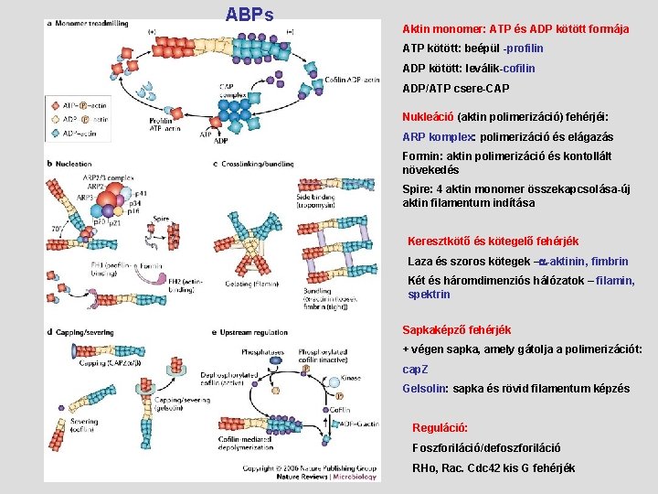  ABPs Aktin monomer: ATP és ADP kötött formája ATP kötött: beépül -profilin ADP