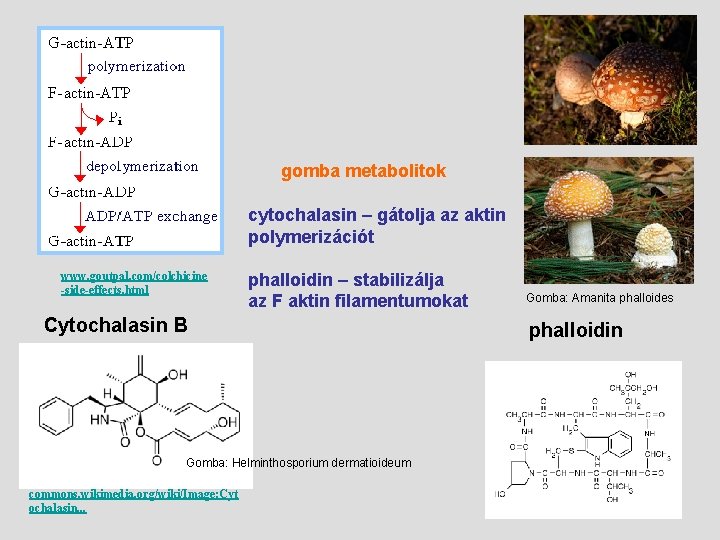 gomba metabolitok cytochalasin – gátolja az aktin polymerizációt www. goutpal. com/colchicine -side-effects. html phalloidin