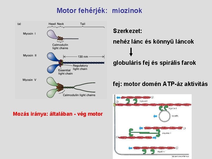Motor fehérjék: miozinok Szerkezet: nehéz lánc és könnyű láncok globuláris fej és spirális farok