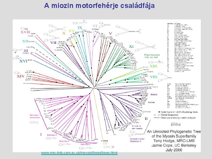  A miozin motorfehérje családfája www. mrc-lmb. cam. ac. uk/myosin/trees. html 