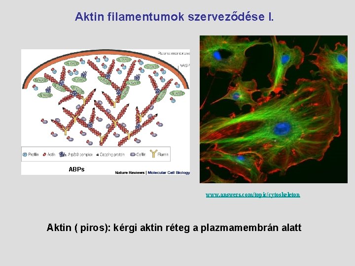  Aktin filamentumok szerveződése I. ABPs www. answers. com/topic/cytoskeleton Aktin ( piros): kérgi aktin
