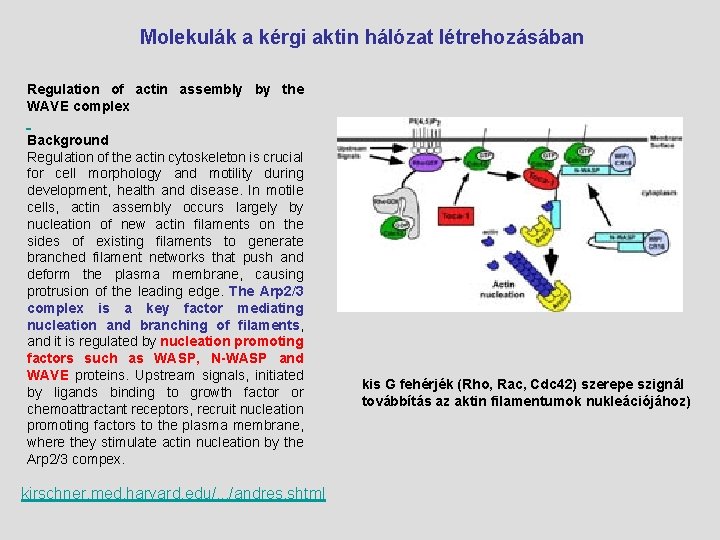  Molekulák a kérgi aktin hálózat létrehozásában Regulation of actin assembly by the WAVE