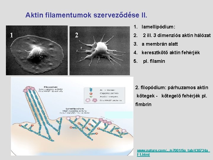 Aktin filamentumok szerveződése II. 1. lamellipódium: 1 2 2. 2 ill. 3 dimenziós aktin