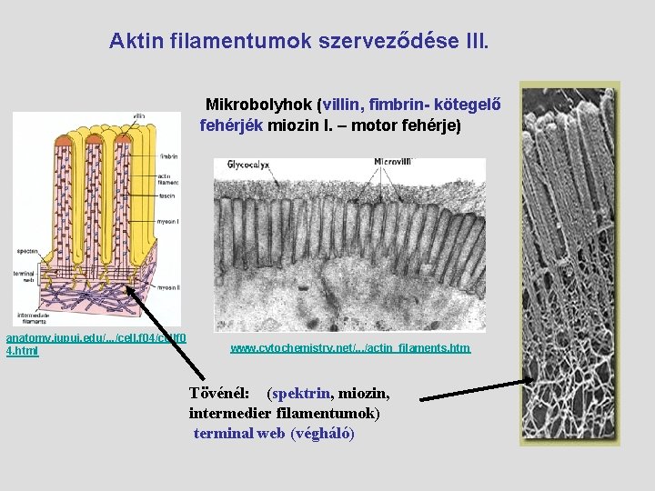 Aktin filamentumok szerveződése III. Mikrobolyhok (villin, fimbrin- kötegelő fehérjék miozin I. – motor fehérje)