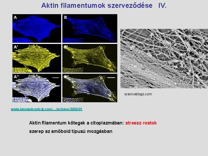 Aktin filamentumok szerveződése IV. scienceblogs. com www. biomedcentral. com/. . . /archive/2006/01 Aktin filamentum