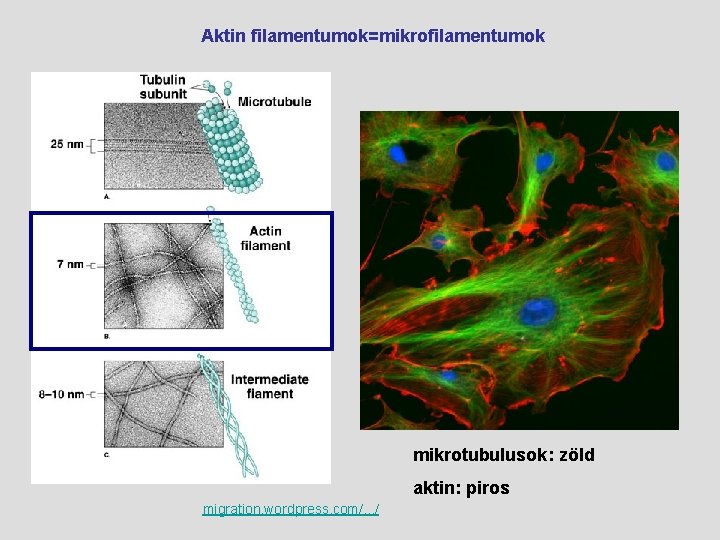  Aktin filamentumok=mikrofilamentumok mikrotubulusok: zöld aktin: piros migration. wordpress. com/. . . / 