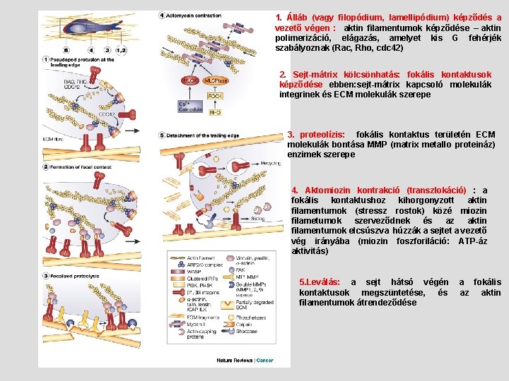 1. Álláb (vagy filopódium, lamellipódium) képződés a vezető végen : aktin filamentumok képződése –