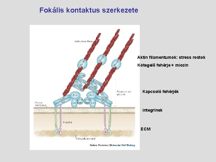 Fokális kontaktus szerkezete Aktin filamentumok: stress rostok Kötegelő fehérje + miozin Kapcsoló fehérjék integrinek