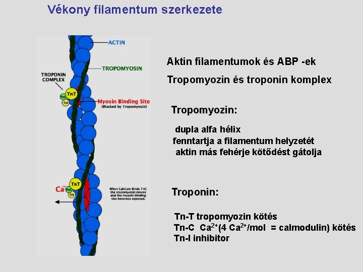 Vékony filamentum szerkezete Aktin filamentumok és ABP -ek Tropomyozin és troponin komplex Tropomyozin: dupla