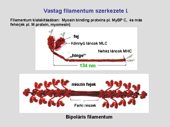Vastag filamentum szerkezete I. Filamentum kialakításában: Myosin binding proteins pl. My. BP C, és