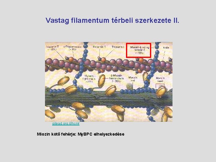 Vastag filamentum térbeli szerkezete II. gilead. org. il/hcm/ Miozin kötő fehérje: My. BPC elhelyezkedése