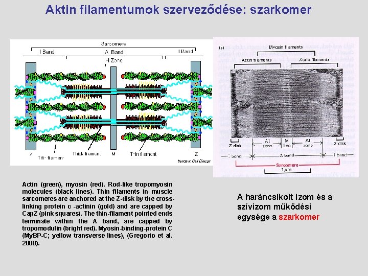 Aktin filamentumok szerveződése: szarkomer Actin (green), myosin (red). Rod-like tropomyosin molecules (black lines). Thin