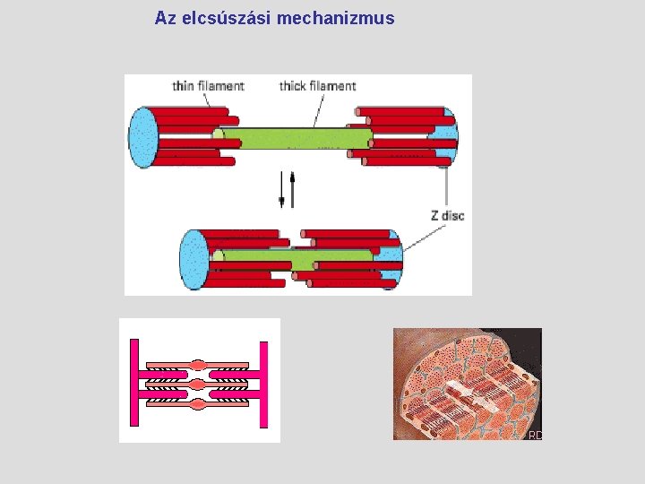 Az elcsúszási mechanizmus 