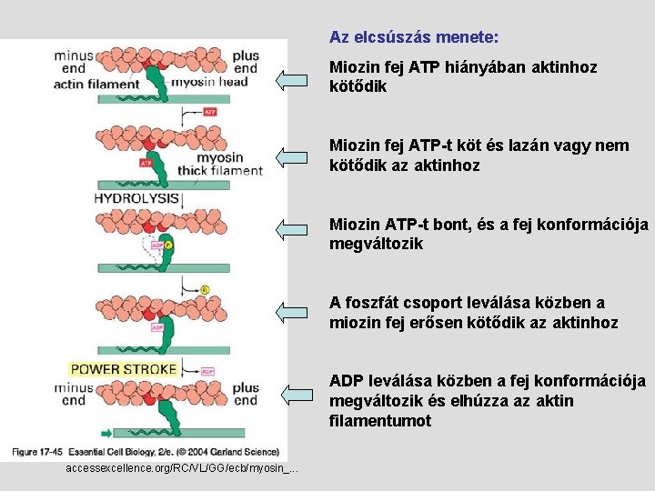 Az elcsúszás menete: Miozin fej ATP hiányában aktinhoz kötődik Miozin fej ATP-t köt és