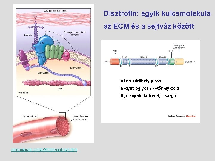 Disztrofin: egyik kulcsmolekula az ECM és a sejtváz között Aktin kötőhely-piros Β-dystroglycan kötőhely-zöld Syntrophin
