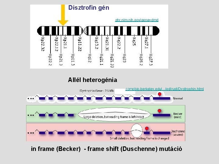 Disztrofin gén ghr. nlm. nih. gov/gene=dmd Allél heterogénia compbio. berkeley. edu/. . . /ed/rust/Dystrophin.