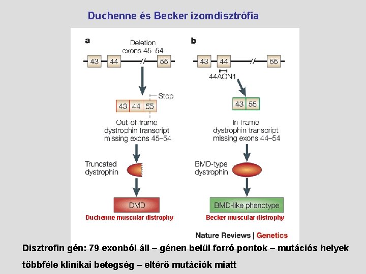 Duchenne és Becker izomdisztrófia Duchenne muscular distrophy Becker muscular distrophy Disztrofin gén: 79 exonból