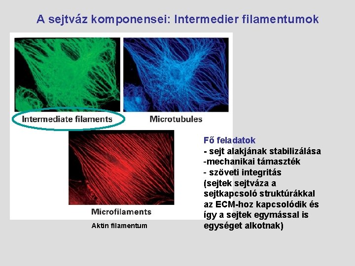 A sejtváz komponensei: Intermedier filamentumok Aktin filamentum Fő feladatok - sejt alakjának stabilizálása -mechanikai