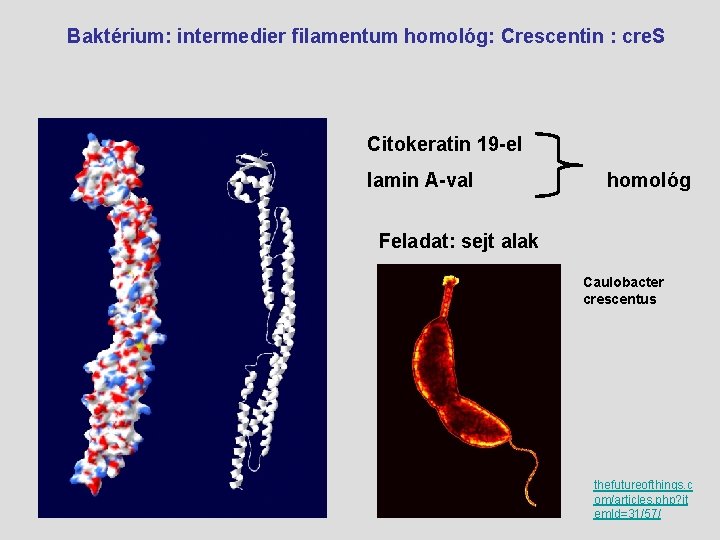 Baktérium: intermedier filamentum homológ: Crescentin : cre. S Citokeratin 19 -el lamin A-val homológ