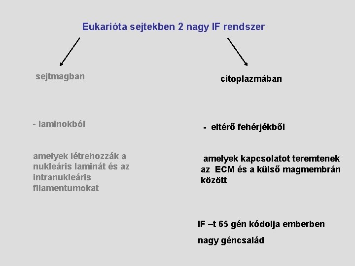 Eukarióta sejtekben 2 nagy IF rendszer sejtmagban citoplazmában - laminokból - eltérő fehérjékből amelyek