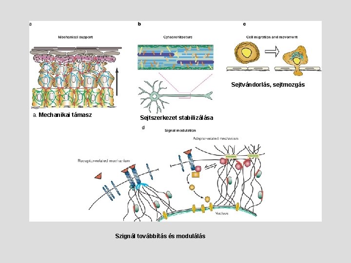 Sejtvándorlás, sejtmozgás a. Mechanikai támasz Sejtszerkezet stabilizálása Szignál továbbítás és modulálás 
